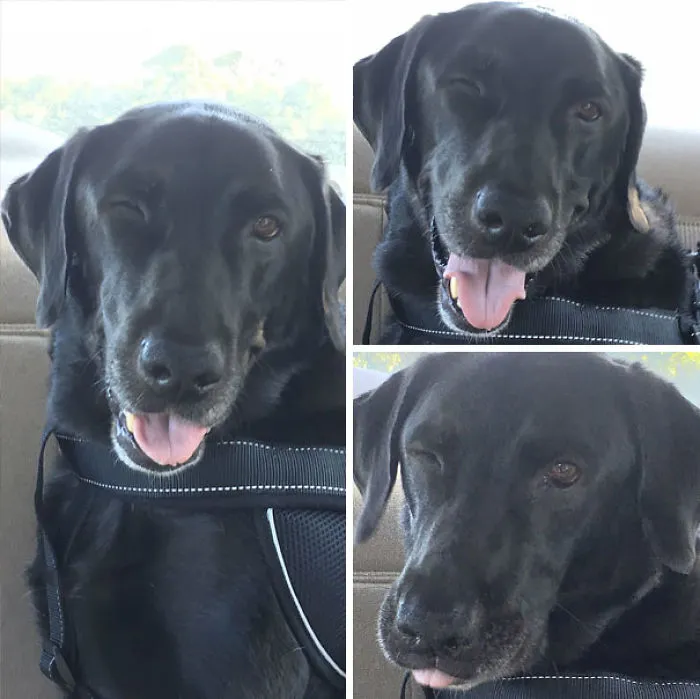 Umm. So My Dog Winks. He’s A Service Dog, And Always Looks Like He’s Flirting