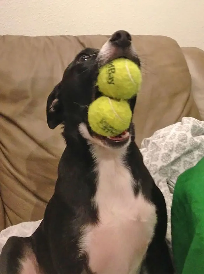 My Dog Being Very Proud Of His Talent