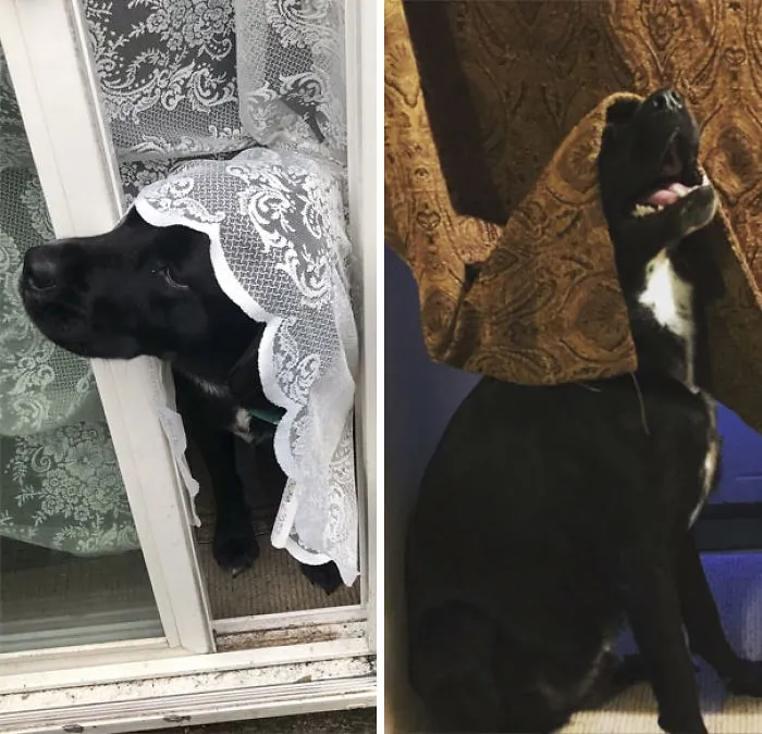 My Dog Has A Weird Thing For Curtains
