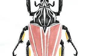 French Artist Draws Beautiful "Low Poly" Insects