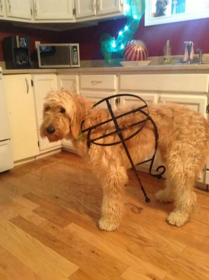Fue a coger su pelota y...
