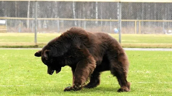 Esto tampoco es un oso