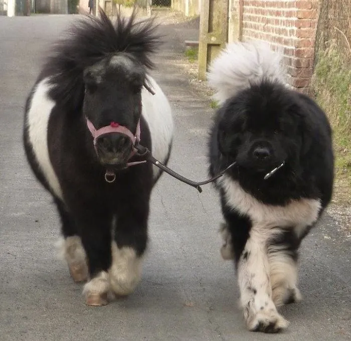 Sacando a su pony de paseo