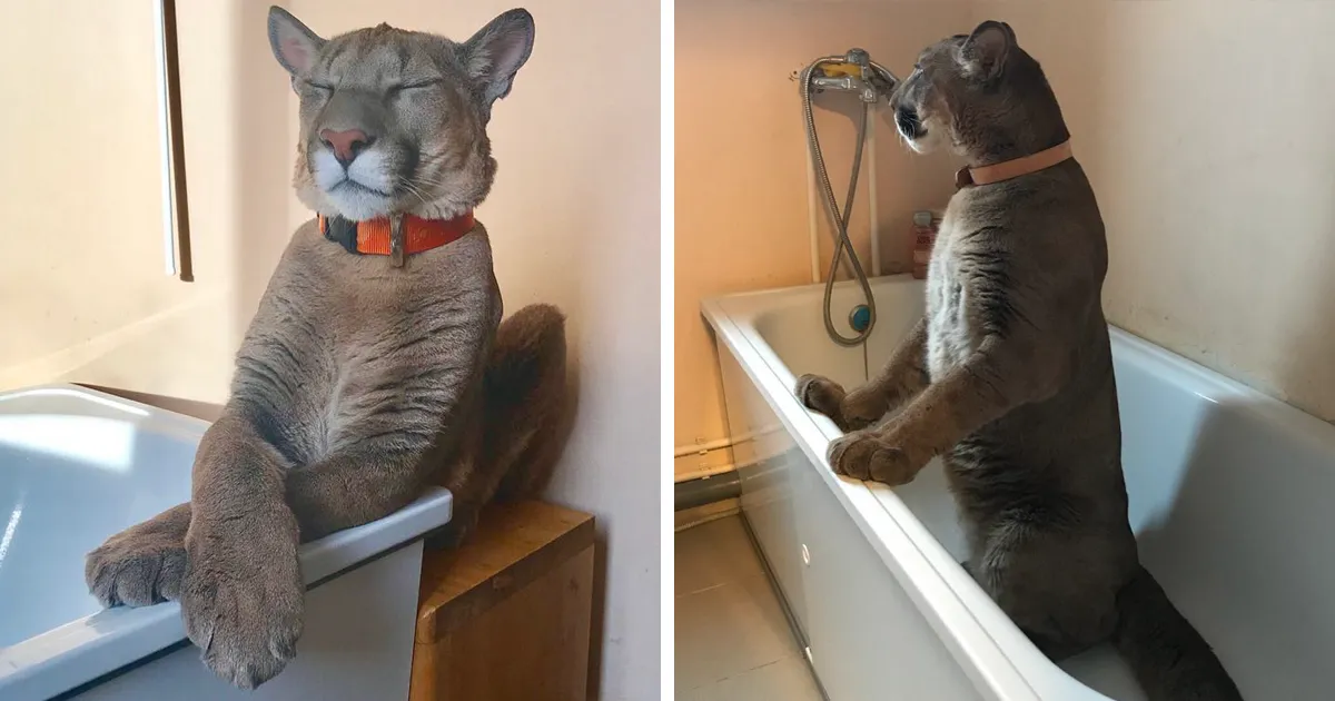 Este puma rescatado de un zoo no puede ser devuelto a su hábitat, así que vive como un gato casero mimado