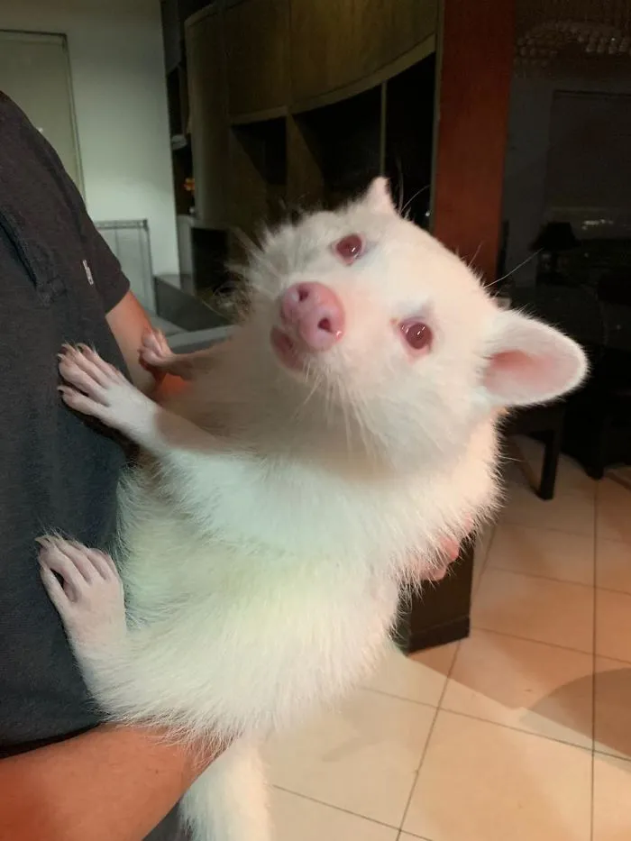 Mapache albino
