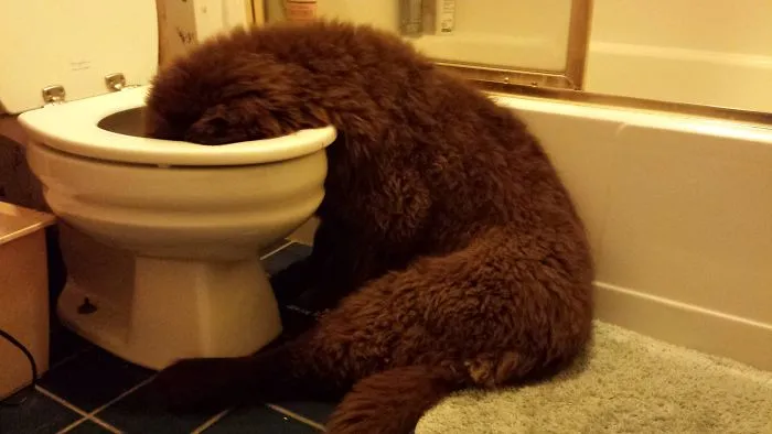 Se ha quedado dormido con la cabeza en el retrete