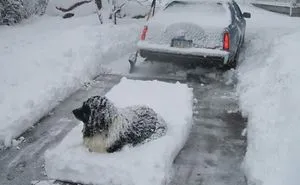 People Are Posting Funny And Cute Photos Of Their Newfoundlands, And It’s Crazy How Massive They Are