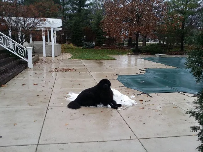 Si hay nieve, allí va el perro