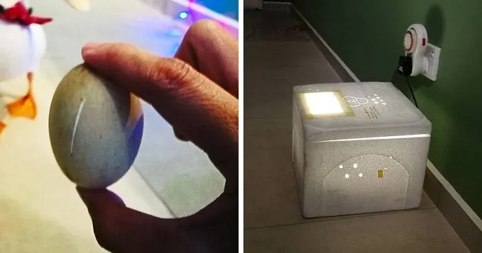 Woman Buys A Balut Egg In A Restaurant And Hatches The Duckling That’s Now Her Best Friend
