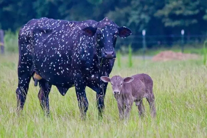 Esta vaca parece el espacio