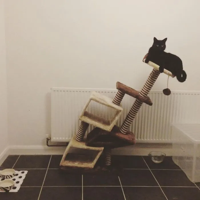 Nunca compres un mueble para gatos en Amazon