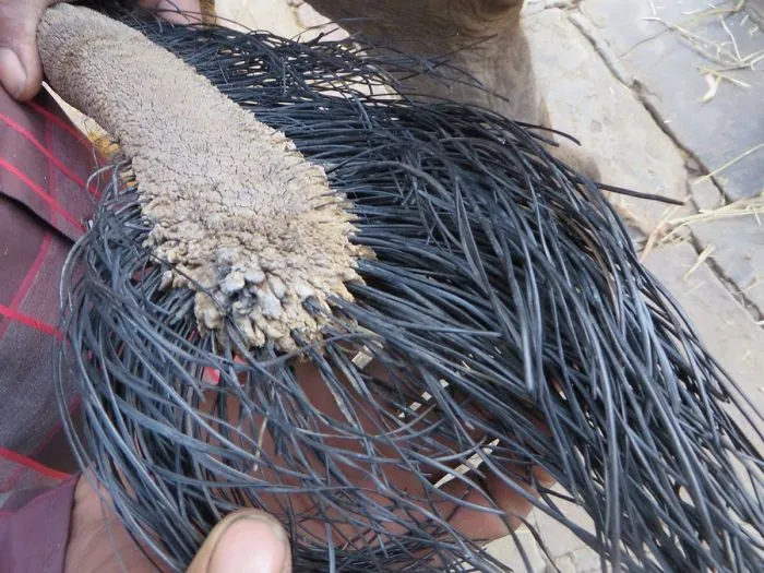 La cola de un elefante de cerca