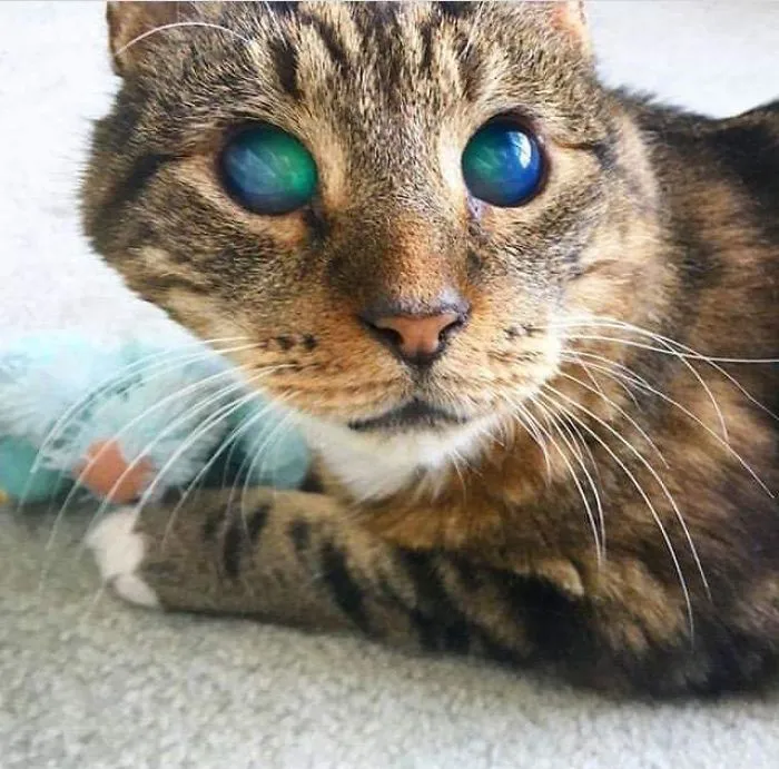 My Friend's Blind Cat Soren Has Amazing Eyes
