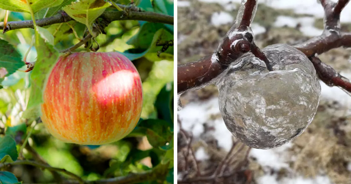 Este granjero se sorprendió al encontrar "manzanas fantasma" en sus árboles tras un vórtice polar