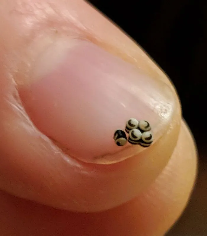 Mi novia ha encontrado esto en su cena, ¿son semillas?