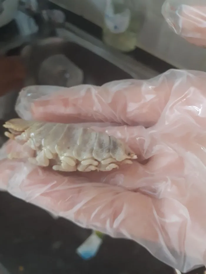 Mi hermana encontró esto limpiando un pescado. Lo tenía en la boca y había otro más pequeño en el estómago