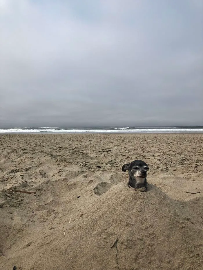 My Boyfriend Decided To Take My Dog To The Beach Today For Some “Quality” Time Together