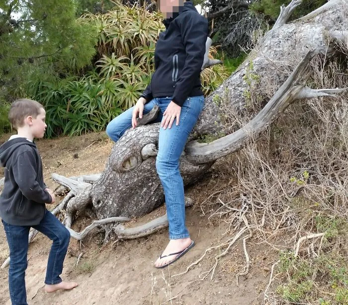 Fallen Down Tree In Port Elliot Looks Like A Dragon