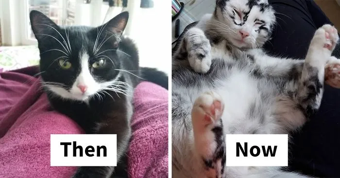 Woman Rescues A Kitty With A Rare Vitiligo Condition And Her Coat Turns Into Beautiful Snowflake-Like Markings