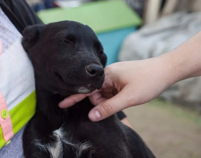 I Rented A Place Off Airbnb And It Said There Were A Few Dogs On The Property. This Little Fella Was One Of Them. Best Rental Ever