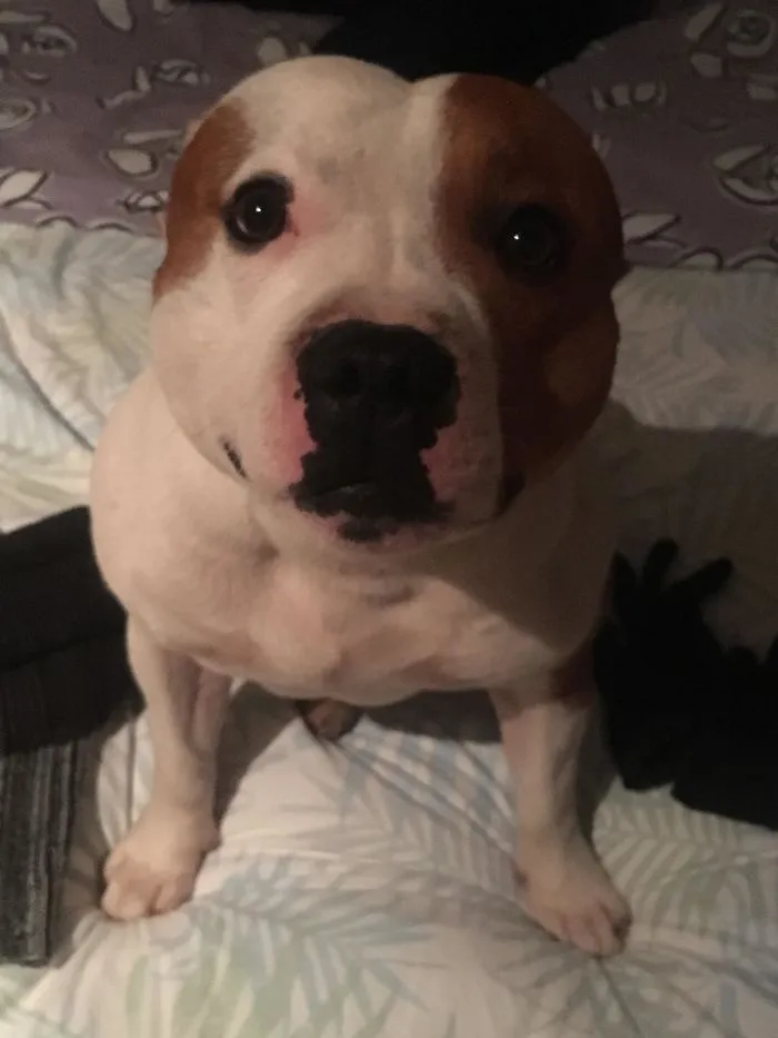 This Is Burger, Our Airbnb Host For Our Stay In Tromsø Last Month. He Likes Licking Ears