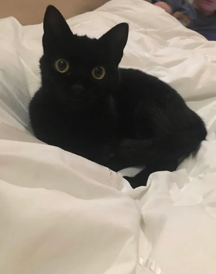First Time Airbnb... Never Saw This Cutie Before. Slept The Whole Night On My Blanket