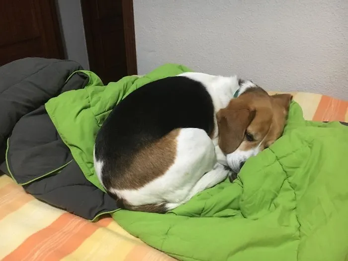My Airbnb Host Has A Dog. I Got Up To The Bathroom, Came Back To This