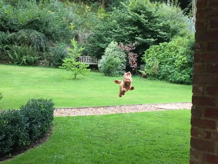 Our Airbnb Came With A Flying Dog!