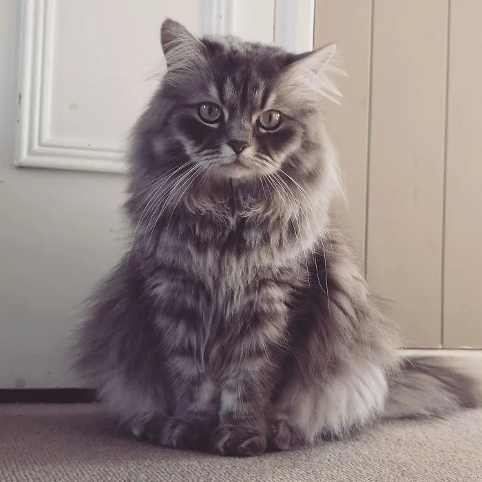 This Majestic Beast At My Airbnb