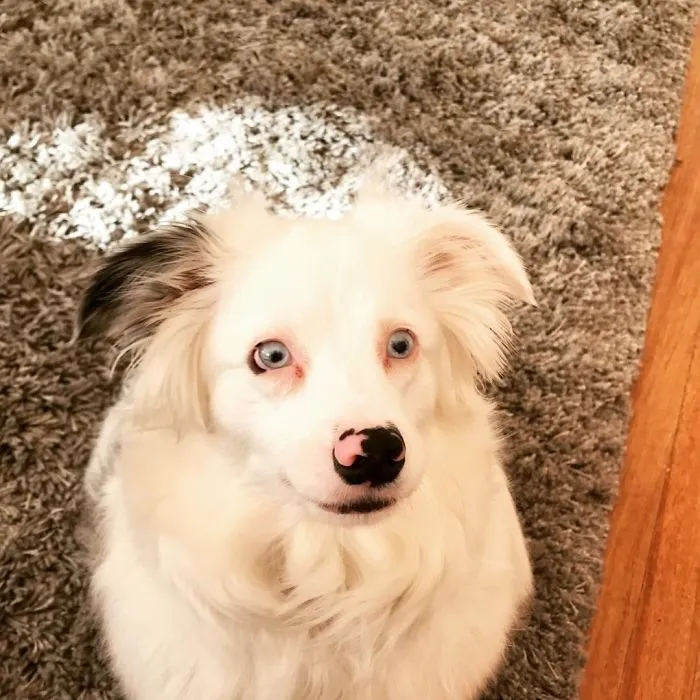 Estoy en viaje de trabajo y echo de menos a mi perro, pero aquí tienen a esta preciosidad