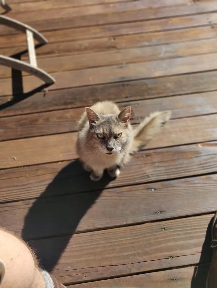 At An Airbnb This Weekend. It Also Came With Pearl, A 23-Year-Old, Three Legged Cat. She Looks Grumpy, But Is An Absolute Sweetheart