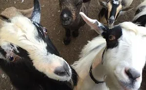 30 Times People Got More Than They Paid For In Their Airbnb Apartments And Met The Cutest Animals