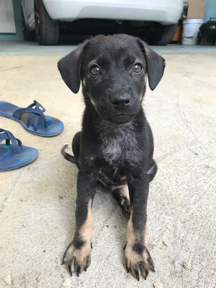 Los dueños del Airbnb rescataron a este perrito en la playa hace unos días y es encantador