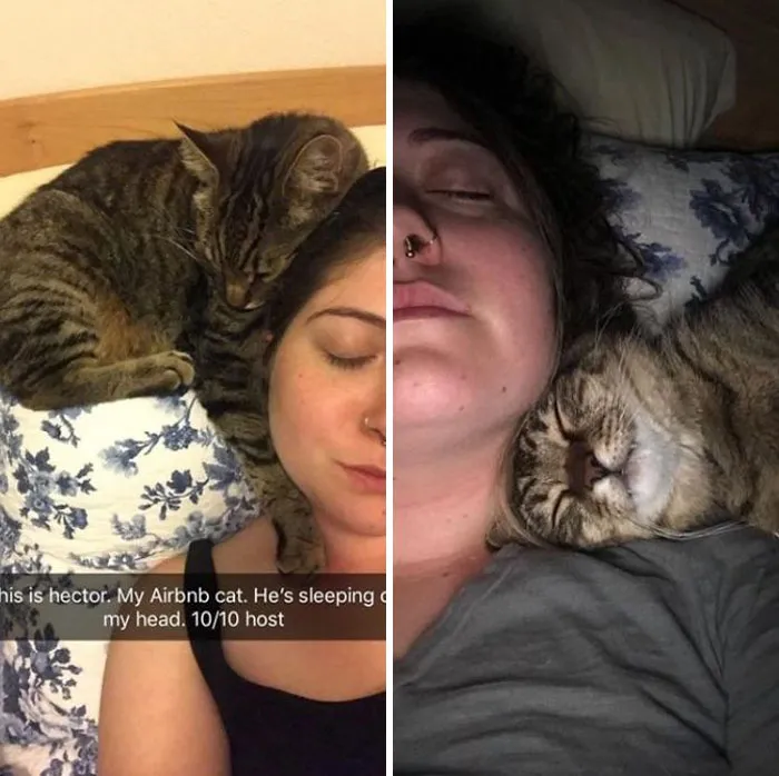 When Your Airbnb Comes With A Cat. My Airbnb In Flagstaff Had The Best Host. This Is Hector Who Kept My Head Warm All Night At No Extra Charge. 10/10 Would Book Again