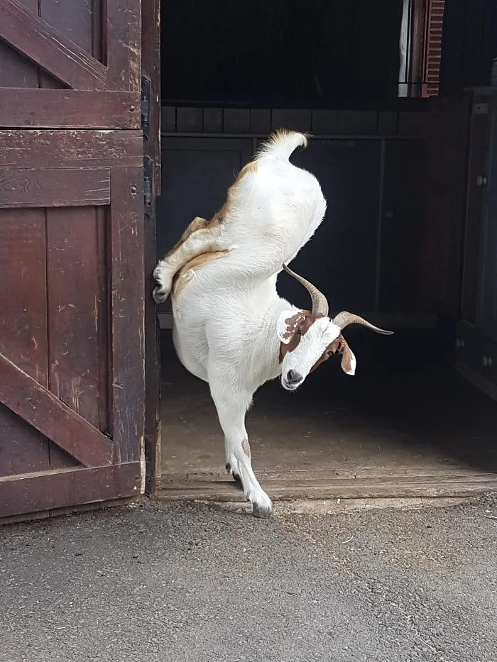 This Is Belle. One Special Goat Friend At Our Airbnb (Our Host Assured Us She's Fine)