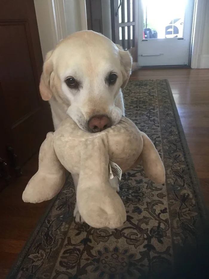 This Sweet Boy Benny Greeted Us With His Teddy Bear When We Got To Our Airbnb