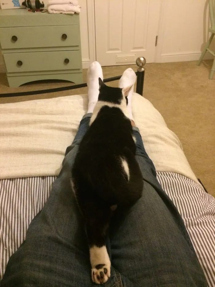 Arrived At My Air Bnb For The Night And Made Friends With The Cat, Turns Out He Doesn't Even Live Here!