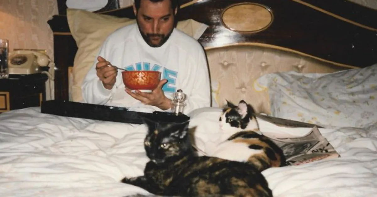 20 Fotos de Freddie Mercury y sus gatos, a los que quería como si fueran sus hijos