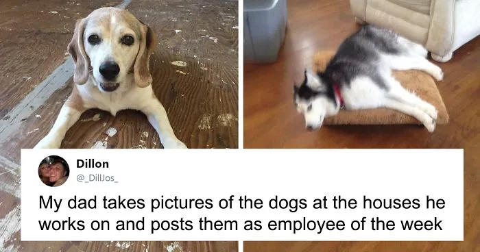 30 Adorable 'Employees Of The Week' That This Contractor Met At The Houses He Works At