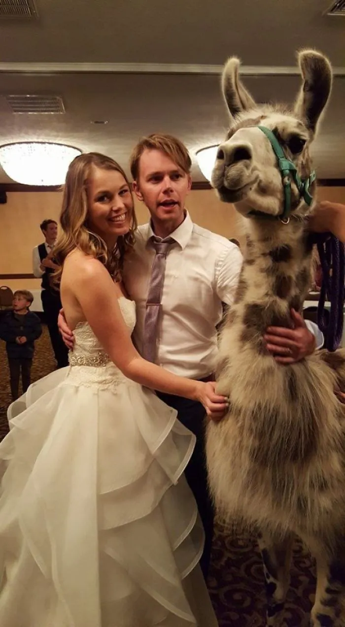 A veces el hotel donde celebras tu boda tiene también una convención de llamas