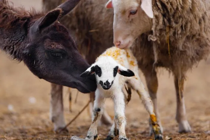 Solidarity Among Animals