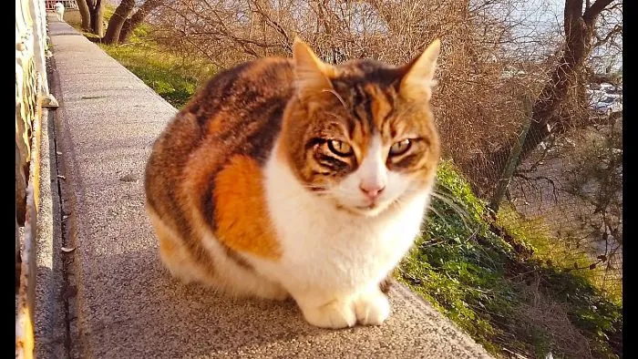 Street Cats At Moda Istanbul – These Cats Are Really Something Else