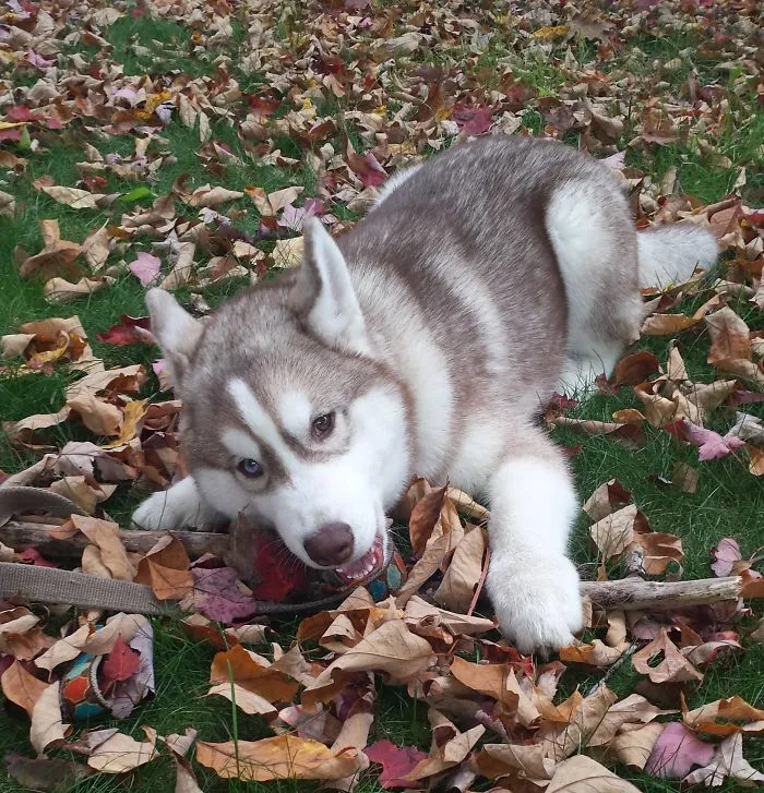 I Randomly Bought A Husky Puppy On The Internet And It Changed My Life