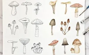 I've Started A 52 Weeks Project Of Illustrations In 2019