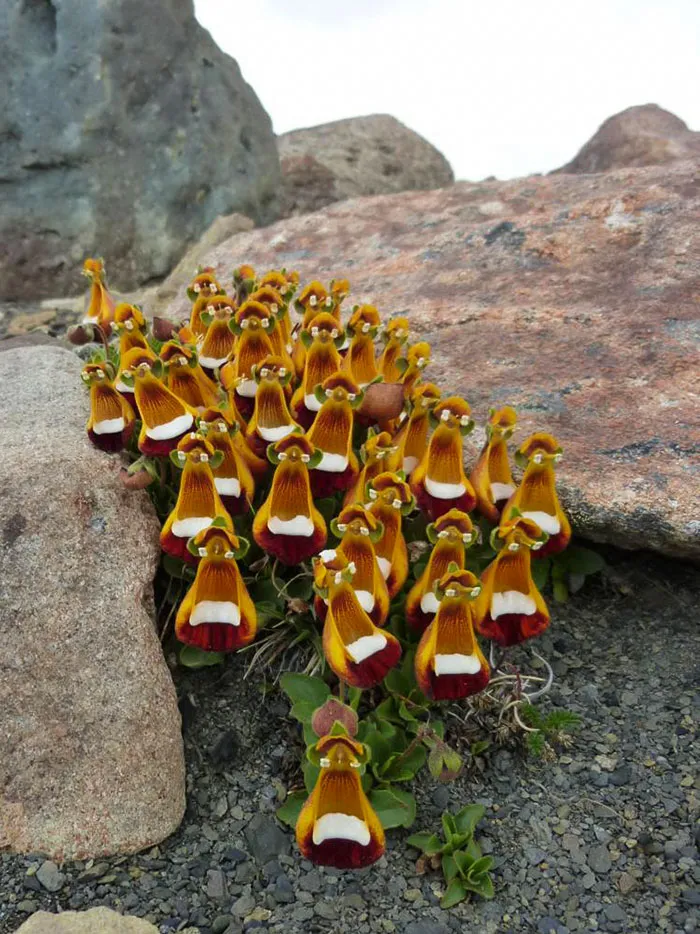 Flores que parecen pollos con gafas 3D