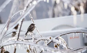 I Photographed Freezing Rain, Alternately Beautiful And Scary