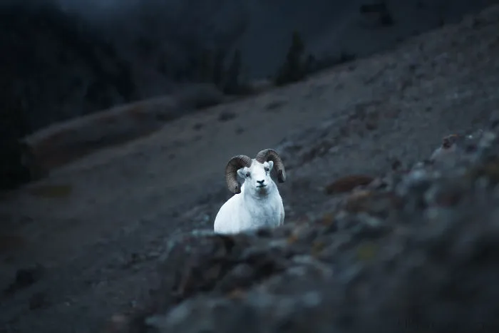 Dall Sheep Above Kluane Lake, Bc