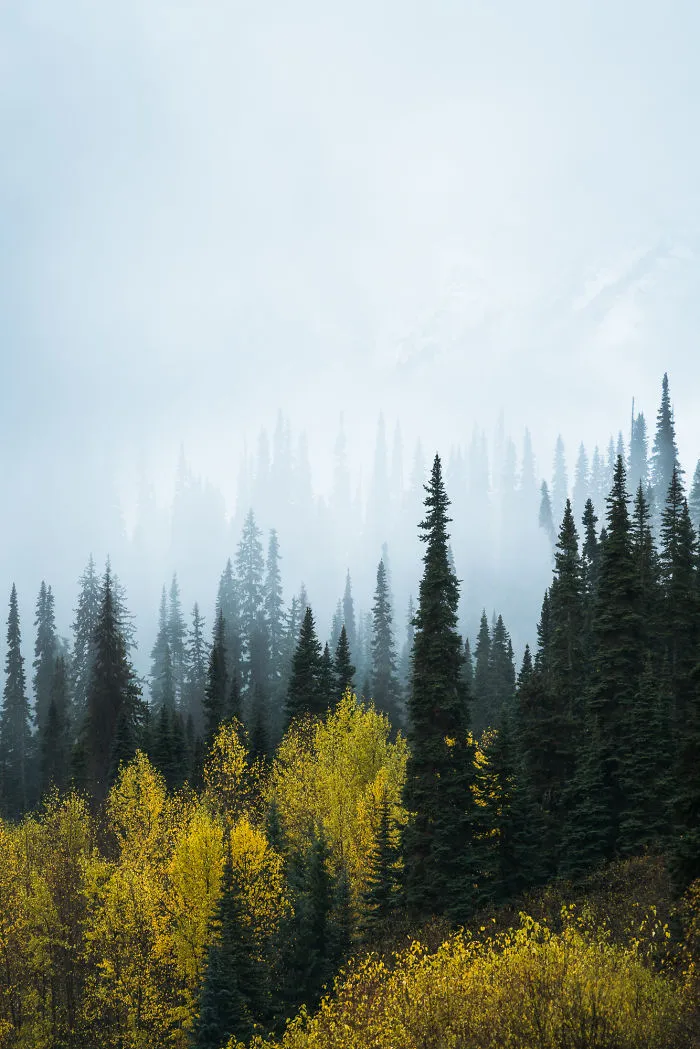 Lingering Fall Color In Bc