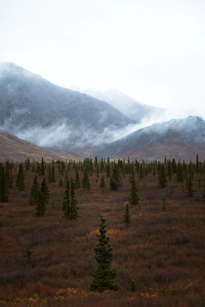 Denali National Park
