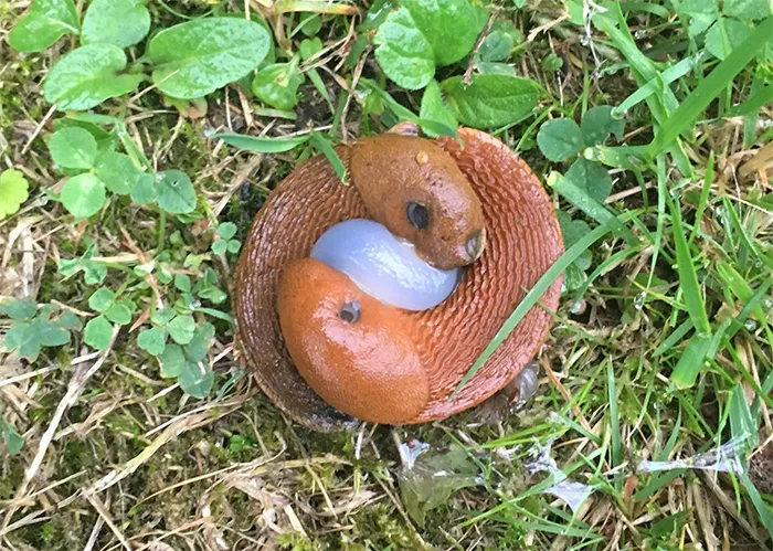 ¿Qué son estos bichos y qué hacen?